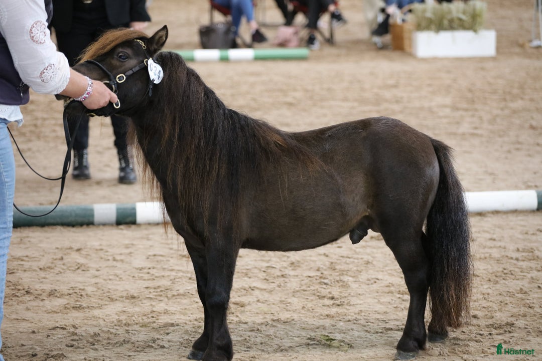 Allround hästar till salu: Minishetland hingst  i Henån - Annons 7