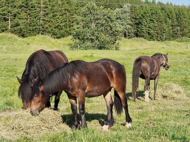 stallplats i Skärblacka - Annons 12