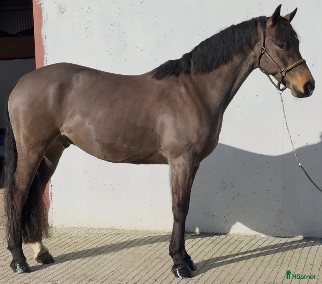 Allround hästar till salu: 7yr old 148cm connemara gelding  - Annons 2