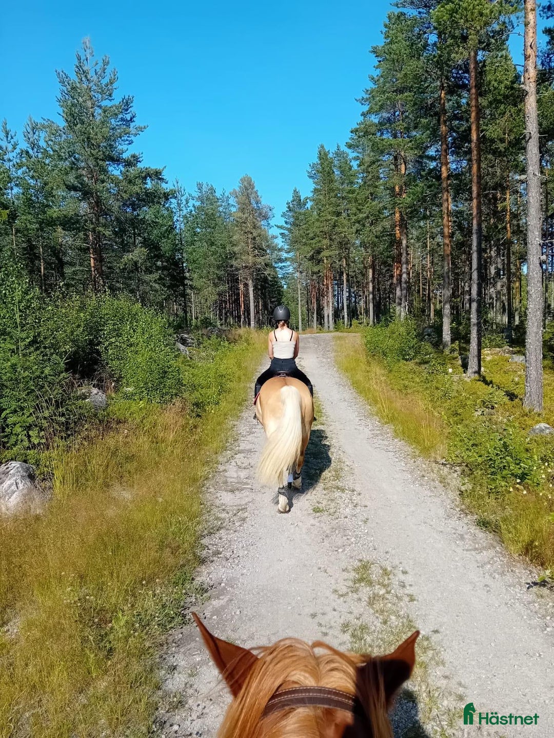  stallplats finnes: Två platser på lösdrift  i Söderhamn - Annons 2