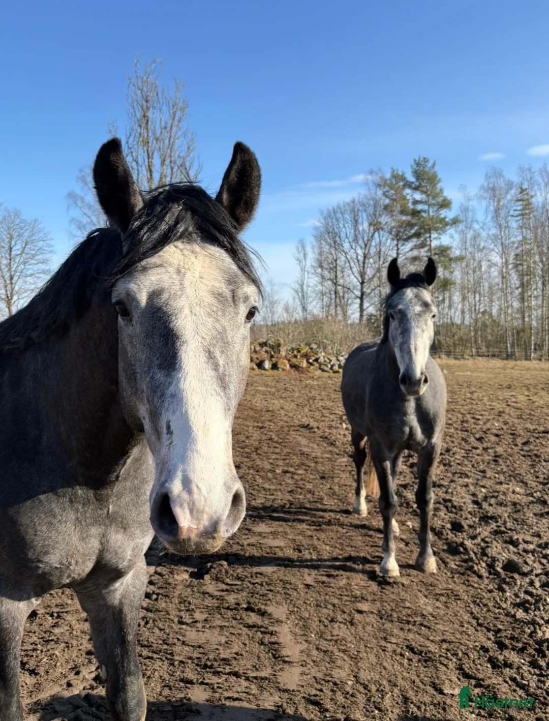 Allround hästar till salu: Super trevlig 3 åring hingst  - Annons 6