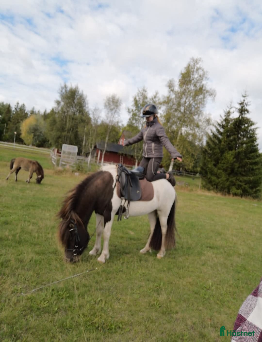 Övrigt hästar till salu: Islandssto i Åseda - Annons 11