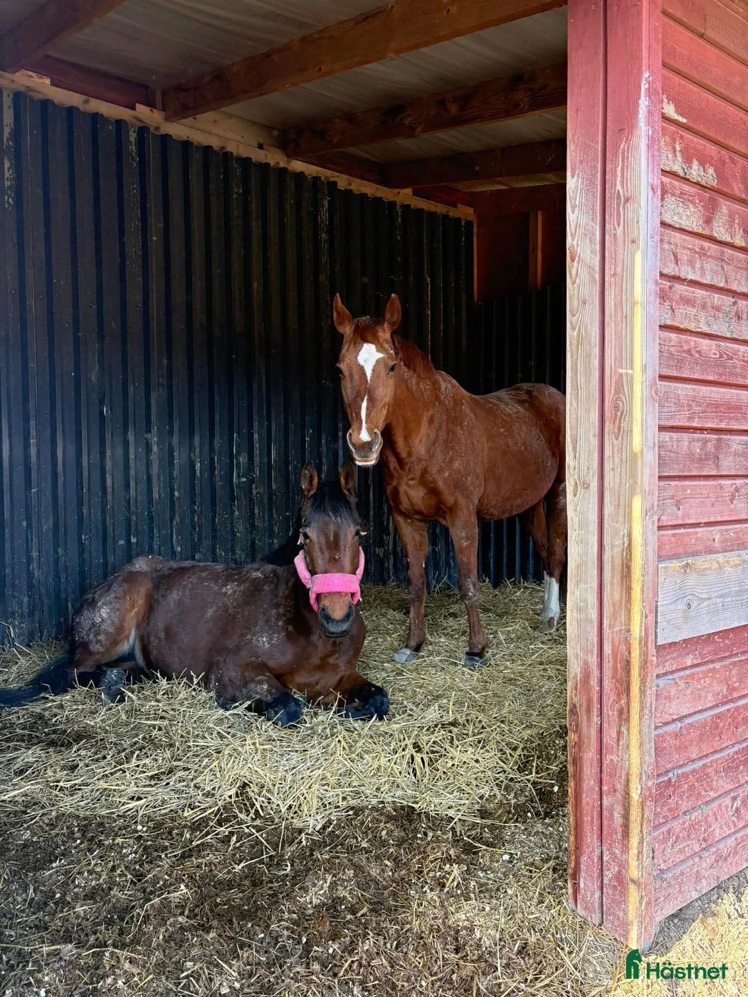 Allround hästar till salu: Social & snäll häst i Gustafs - Annons 3