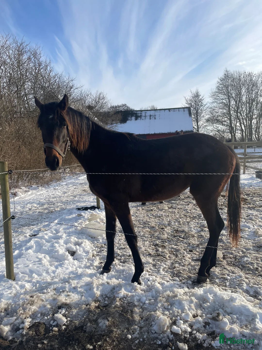 Dressyr hästar till salu: Fantastisk 2-åring med starkt möderne - Annons 2