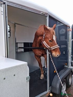 Hästtransporter  fordon & transport till salu: Fautras JMS- Lasta enkelt utan tung lyft - Annons 11