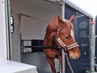 Hästtransporter fordon & transport till salu: Fautras JMS- Lasta enkelt utan tung lyft - Annons 1