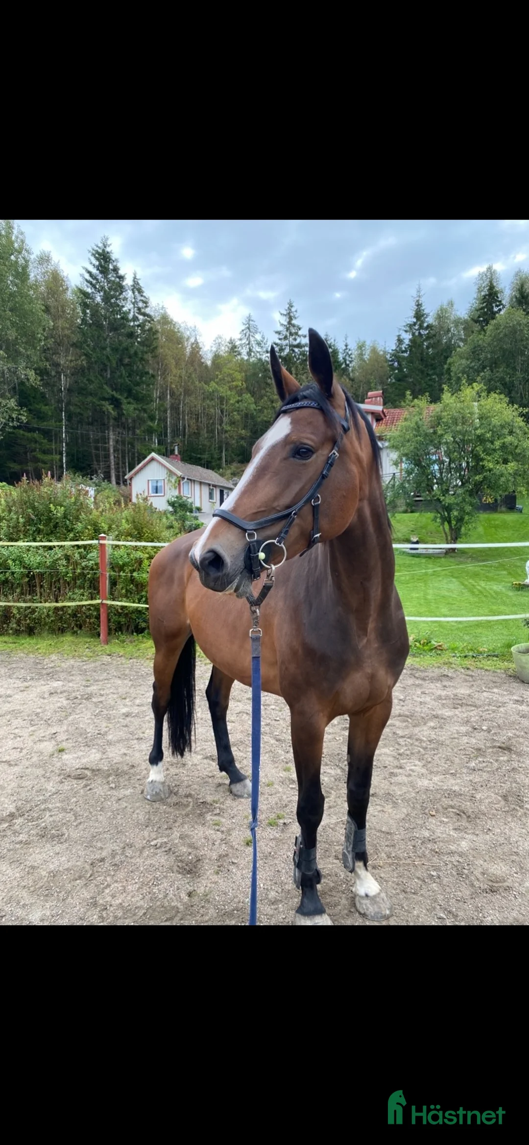 Allround hästar till salu: Sto f.19 söker ny bästavän  - Annons 2