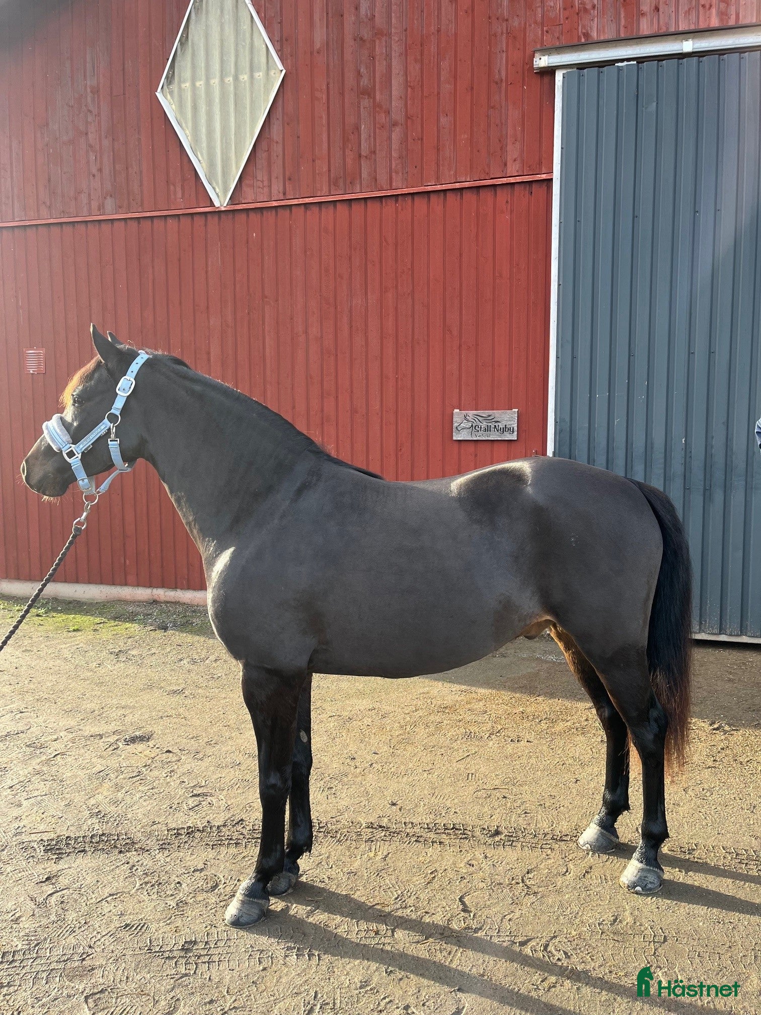  foderhäst Samarbete ungponny - Annons 5