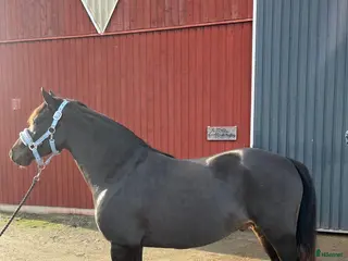 foderhäst Samarbete ungponny - Annons 5