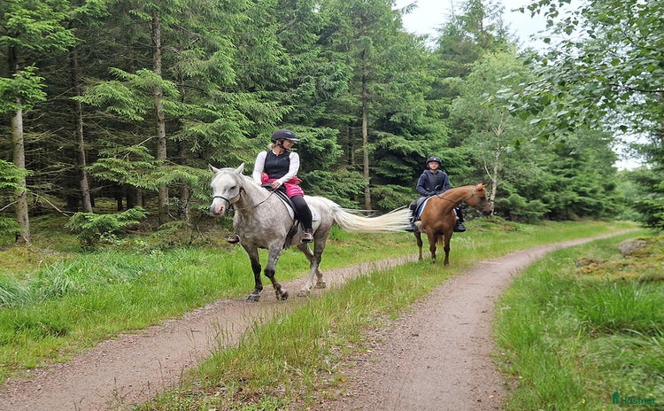  medryttarhäst finnes i Halmstad - Annons 11