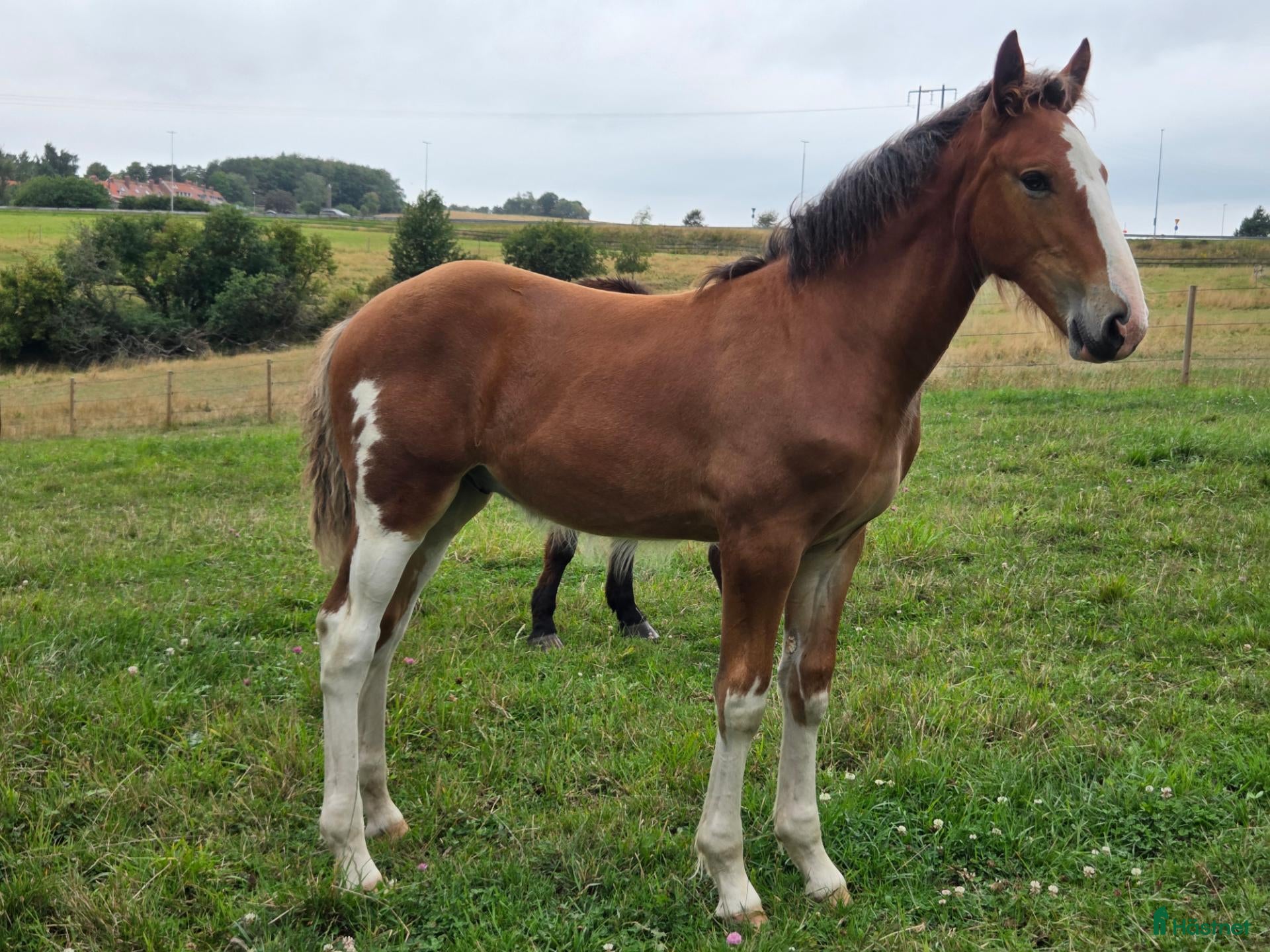  hästar SWB × Clydesdale hingstföl e. New Diamond J - Annons 2