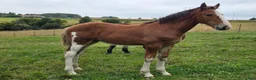 Allround hästar till salu: SWB × Clydesdale hingstföl e. New Diamond J - Annons 2