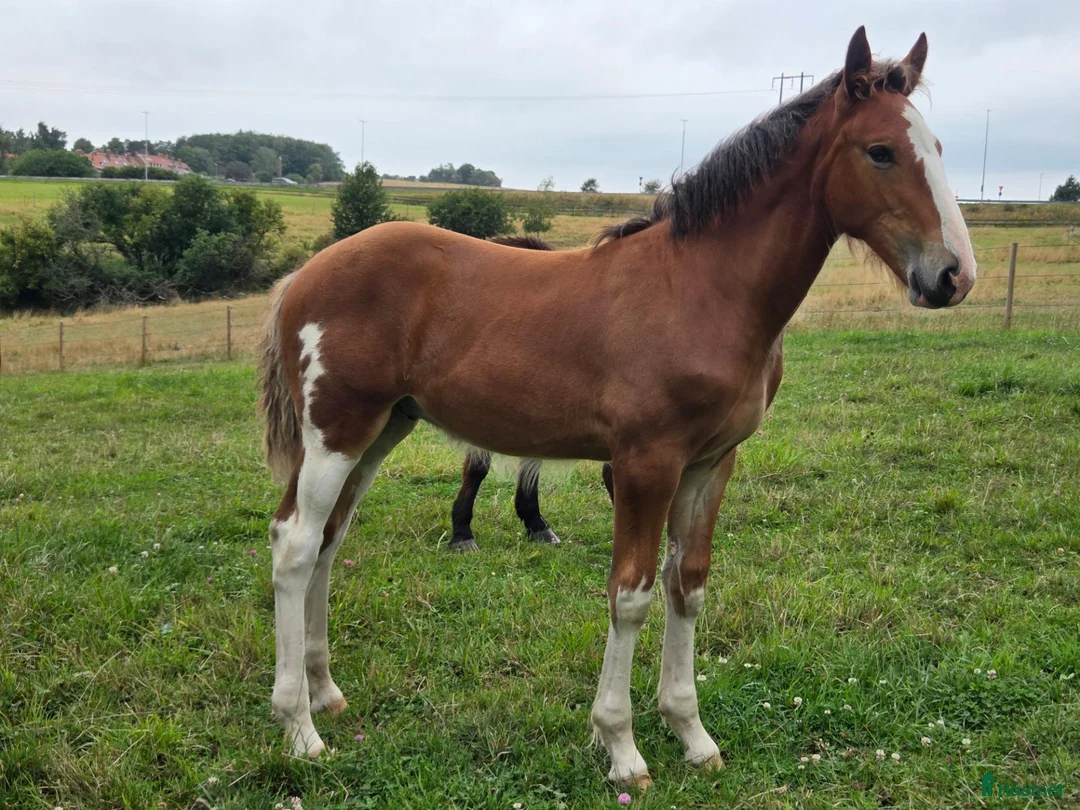 Allround hästar till salu: SWB × Clydesdale hingstföl e. New Diamond J - Annons 2