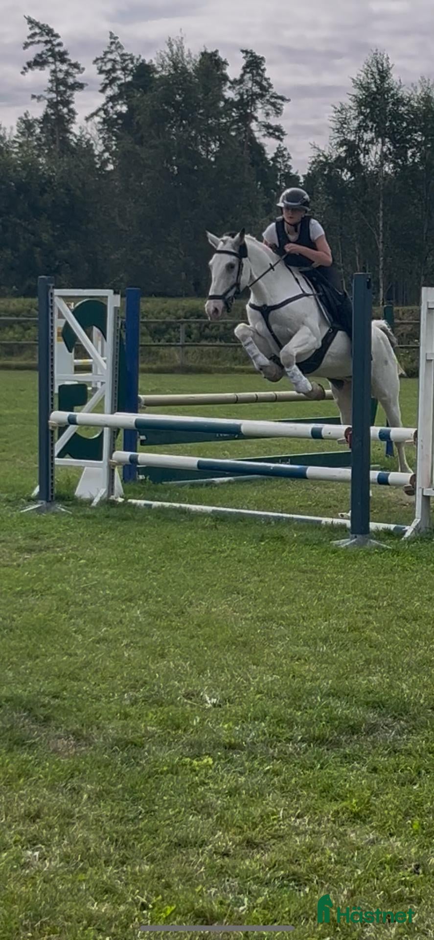  hästar Maxad D-ponny med hjärtat på rätt plats! 🐴💛 - Annons 1