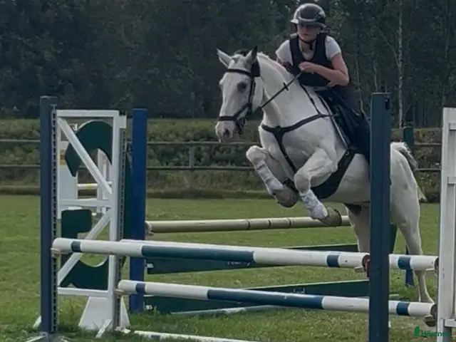 hästar till salu: Maxad D-ponny med hjärtat på rätt plats! 🐴💛 - Annons 1