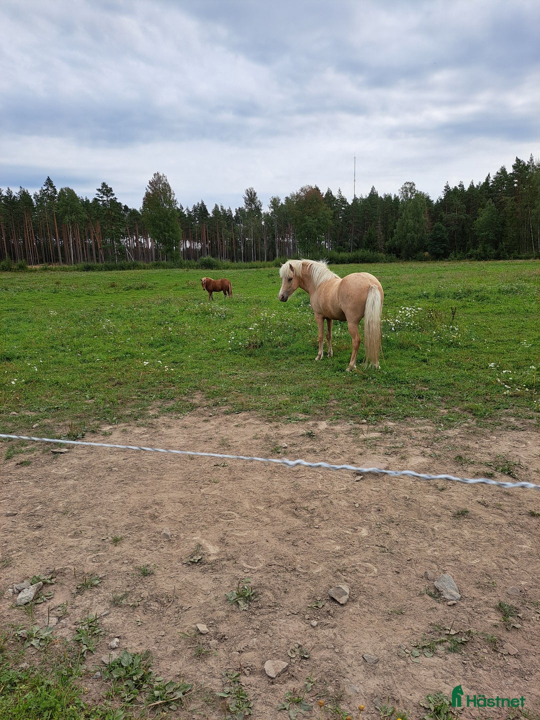  stallplats finnes: Intressekoll stalluthyrning i Flen - Bild 6