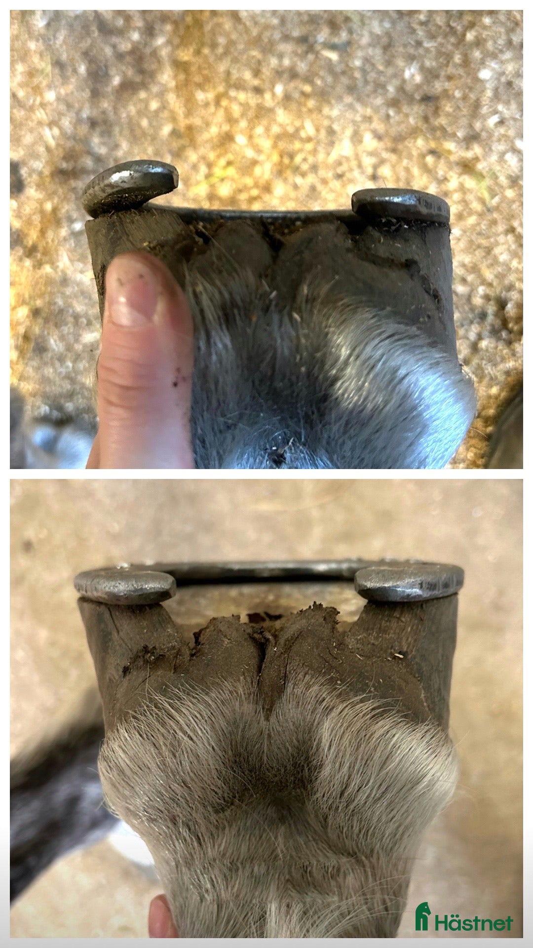  stallplats finnes: Hjälp med tappskor / enklare justeringar i Borås - Annons 3