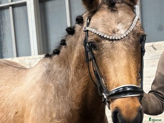 hästar Sagolika allround ponnyn Saga! i Tungelsta - Annons 5