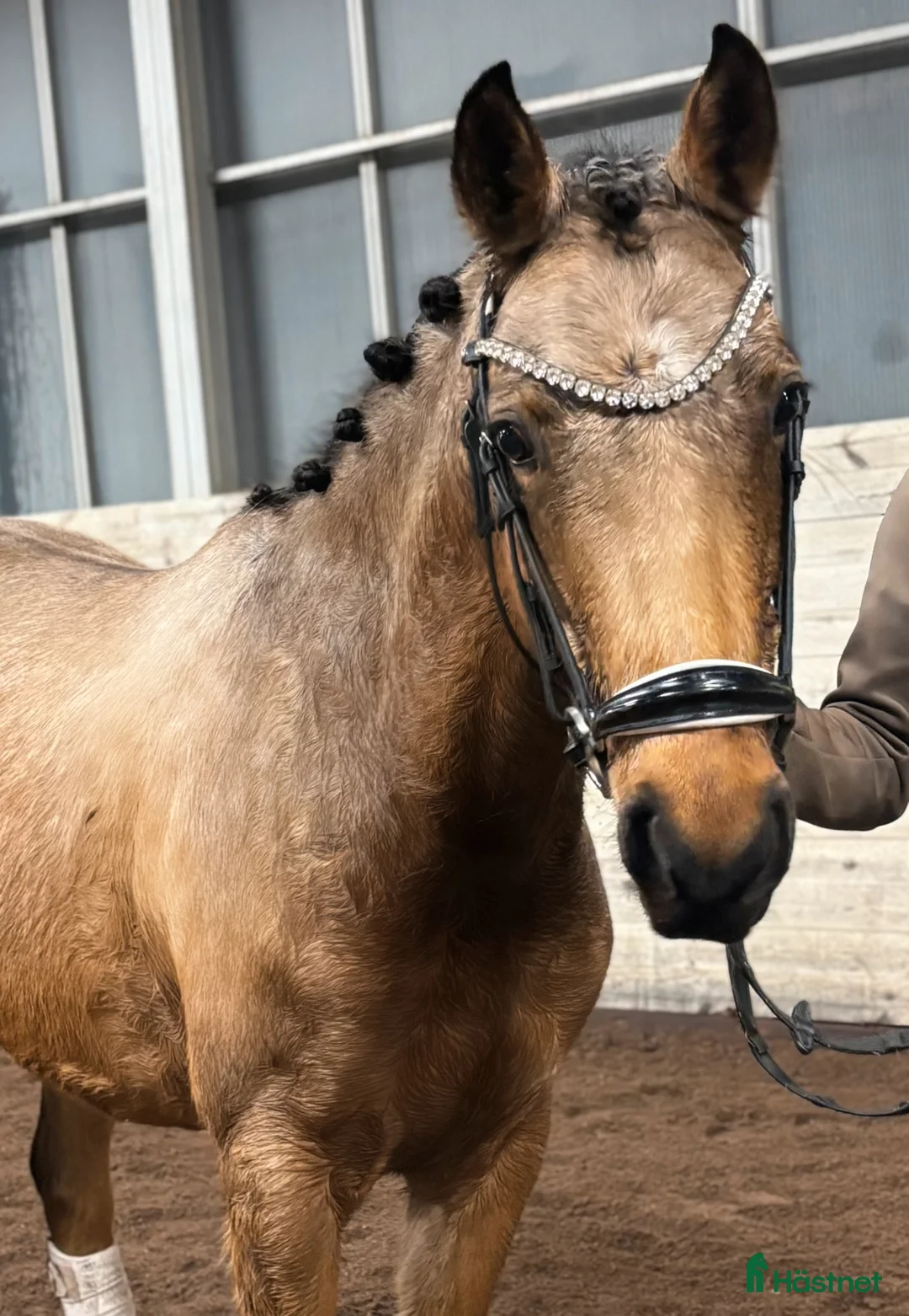 Allround hästar till salu: Sagolika allround ponnyn Saga! - Annons 1