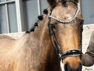 Allround hästar till salu: Sagolika allround ponnyn Saga! - Annons 1