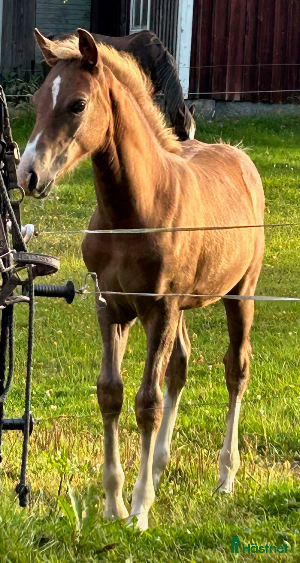  hästar Stoföl som har allt man kan önska sig. i Bredaryd - Annons 10