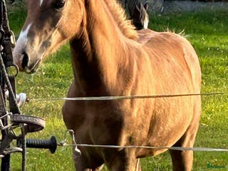 hästar Stoföl som har allt man kan önska sig. i Bredaryd - Annons 8