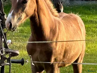 hästar Stoföl som har allt man kan önska sig. i Bredaryd - Annons 10