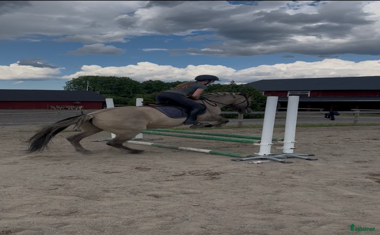  medryttarhäst sökes i Uppsala - Annons 16