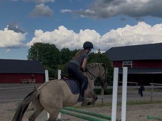 medryttarhäst sökes: SÖKER MEDRYTTARHÄST i Uppsala - Annons 21