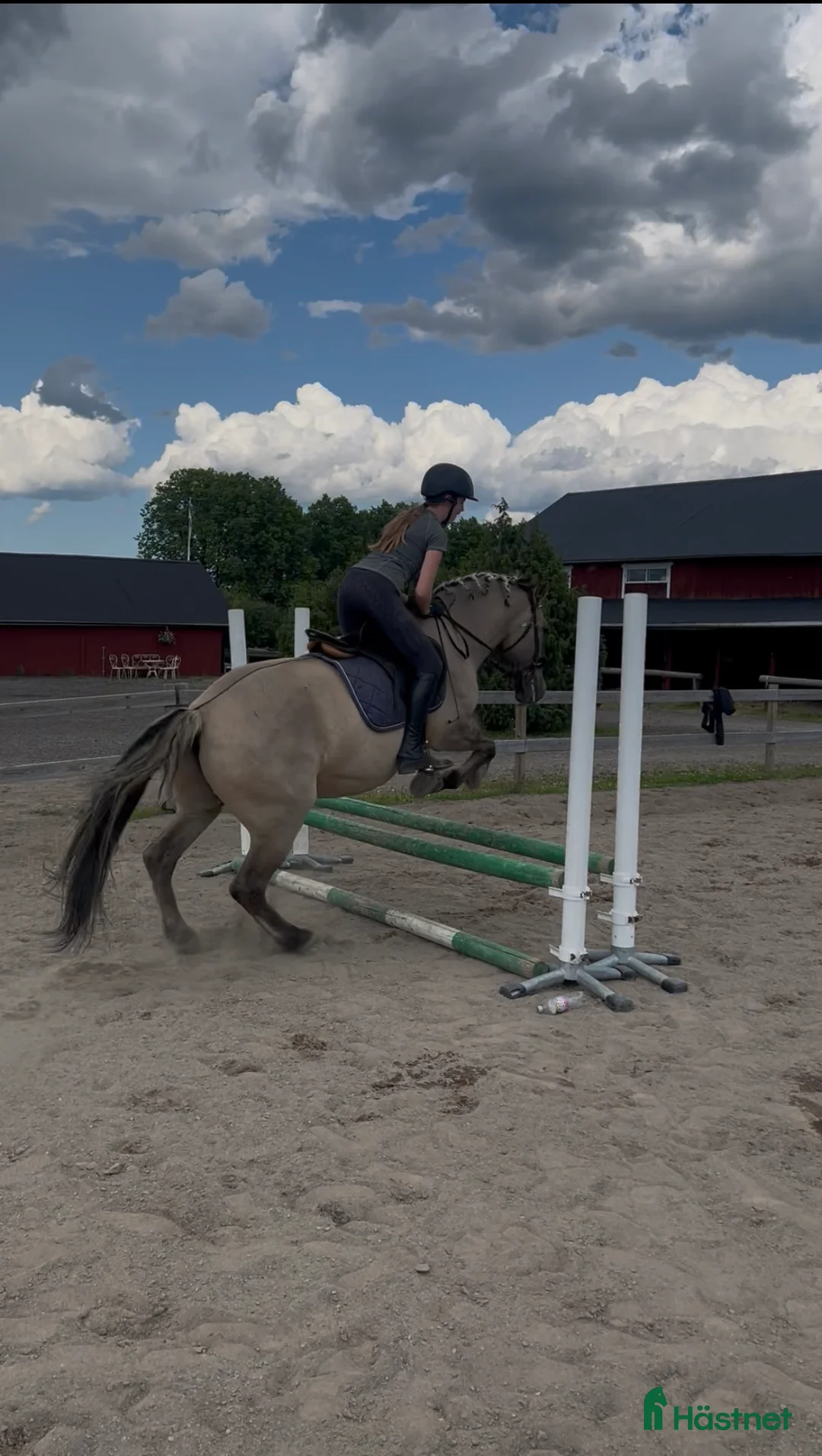  medryttarhäst sökes: SÖKER MEDRYTTARHÄST  - Annons 1