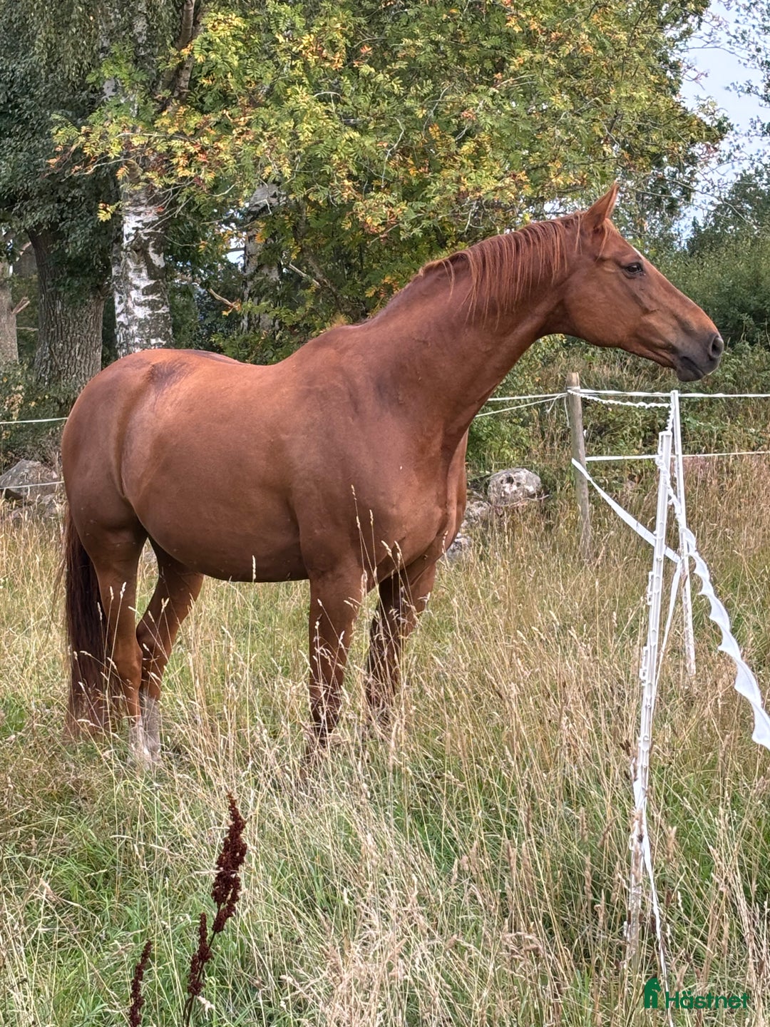 Sällskap hästar till salu: En fantastisk Gentleman ❤️ i Kalmar - Annons 4