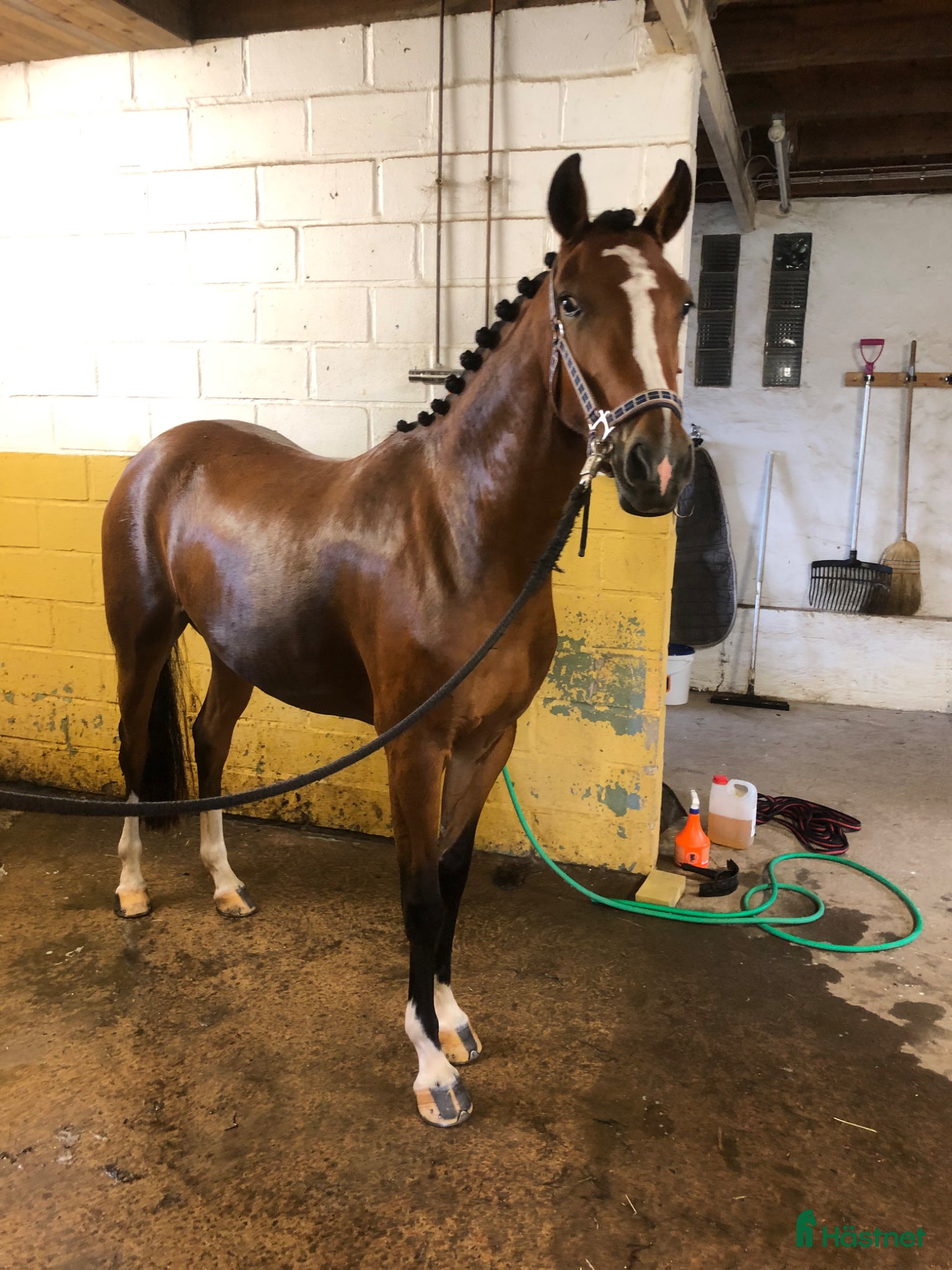  hästar Världens bästa ponny!  - Annons 11