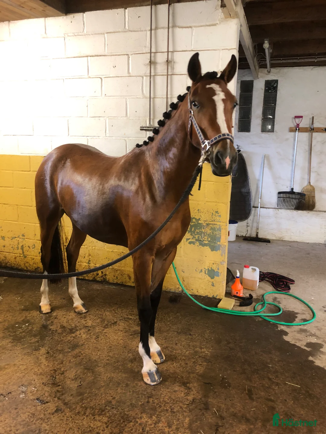 Hoppning hästar till salu: Världens bästa ponny!  - Annons 1