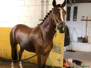 hästar Världens bästa ponny! - Annons 11