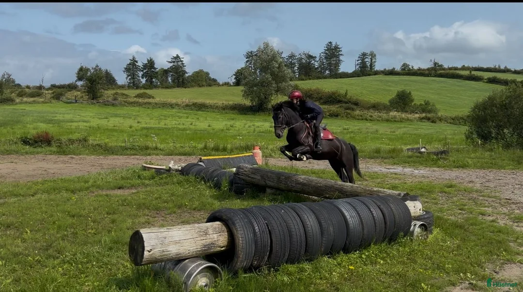 Dressyr hästar till salu: Equestrian holiday in Ireland  - Annons 13