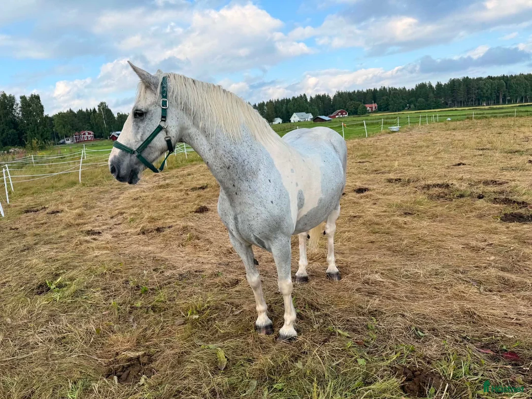 Allround hästar till salu: Nytt hem till underbara cookie  - Annons 2