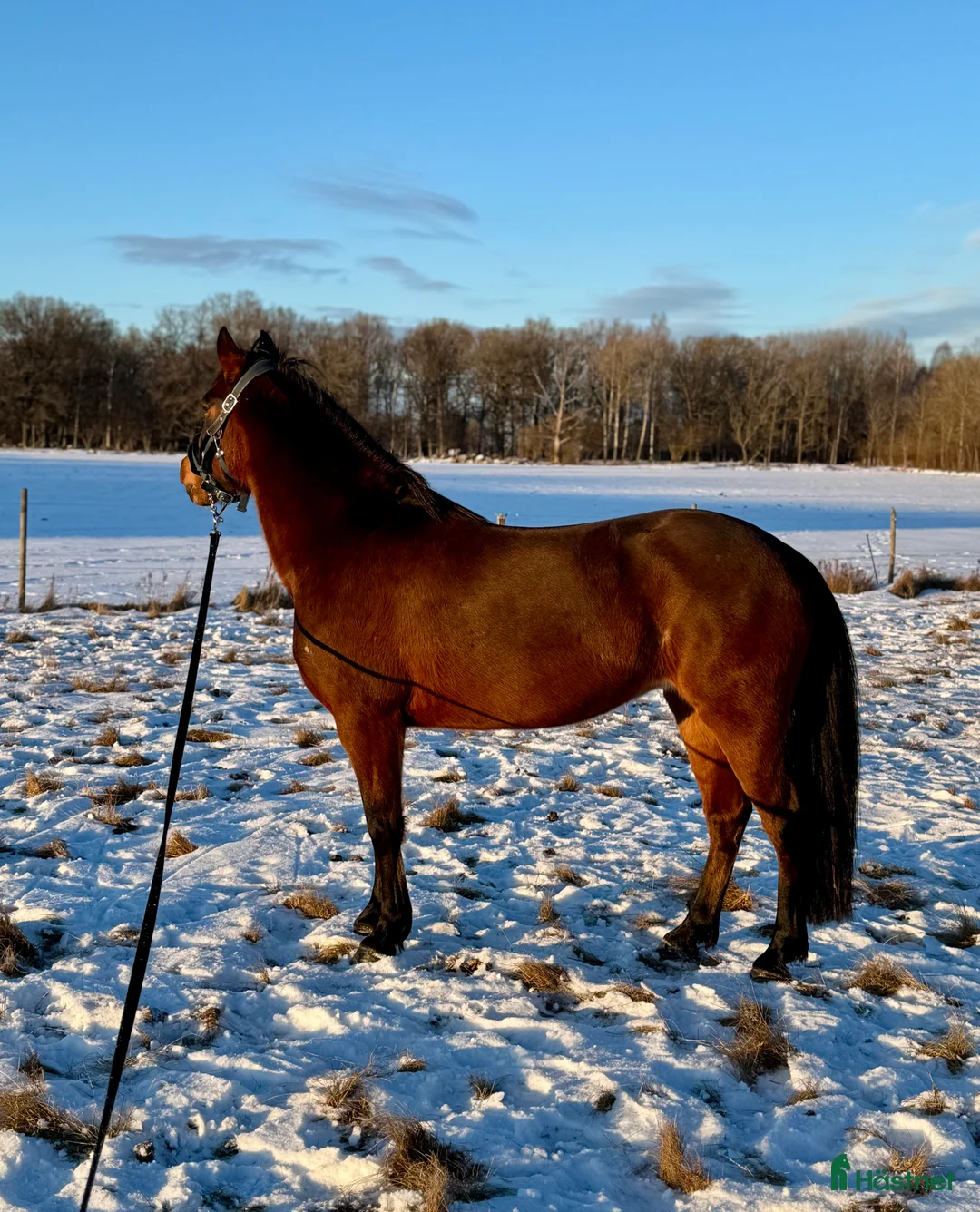 Hoppning hästar till salu: Sweetie Pie i Vikingstad - Annons 3