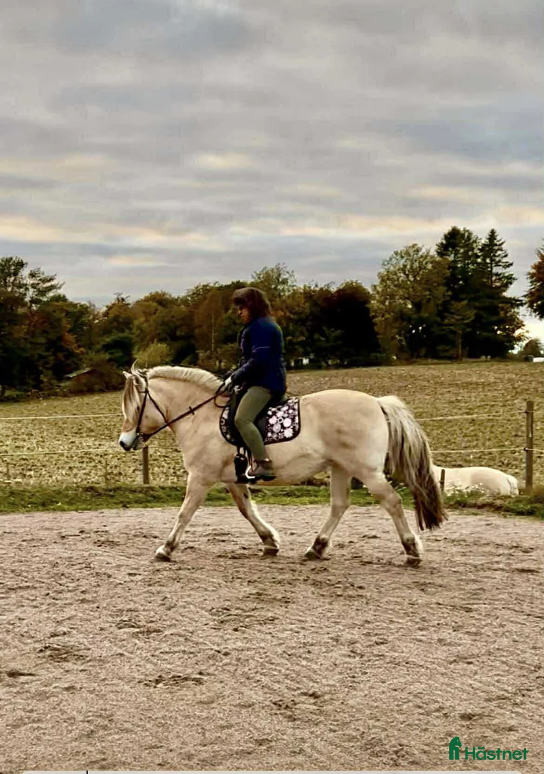 Allround hästar till salu: Trygg, stabil och Rolig familjehäst i Eldsberga - Annons 6