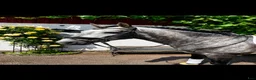 Working Equitation hästar till salu: Superfin PRE valack  - Annons 2