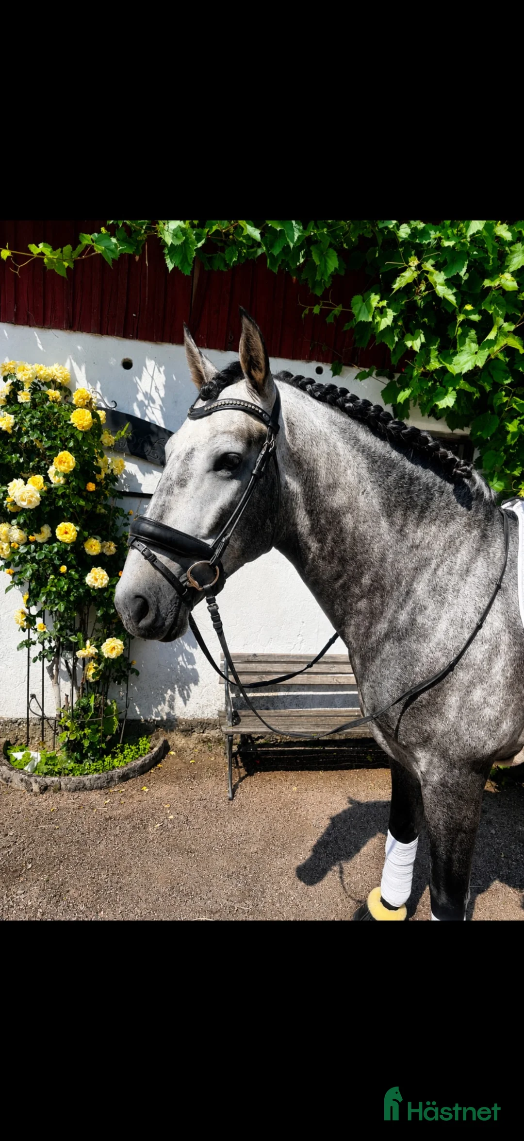 Working Equitation hästar till salu: Superfin PRE valack  - Annons 2