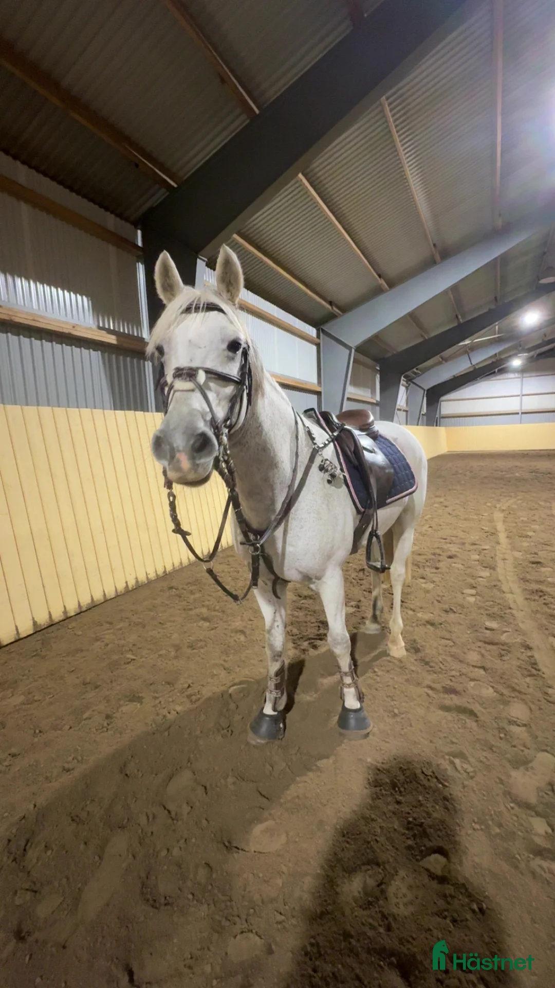 Allround hästar till salu: Ponny med kapacitet med rätt ryttare💗 - Annons 2