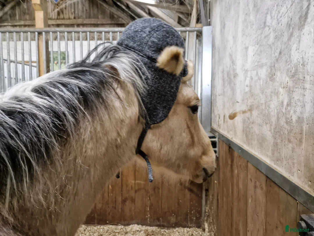 Allround hästar till salu: Charmtroll - Annons 15