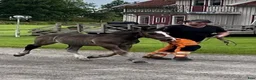 Allround hästar till salu: Svart ardennerhingst - Annons 4