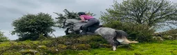 Allround hästar till salu: Selection of Connemara ponies  - Annons 7