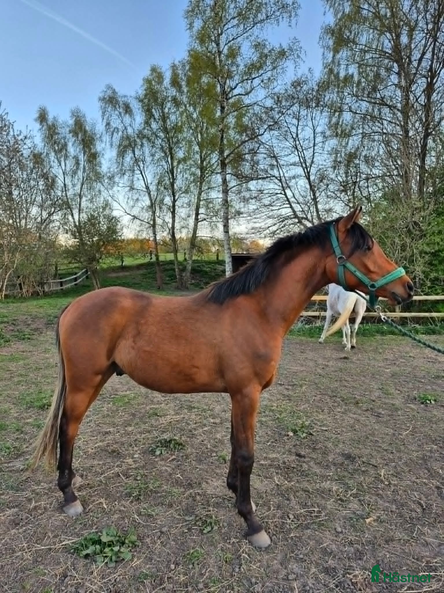  hästar Arabvalack 2 år - Annons 5