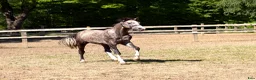 Hoppning hästar till salu: Future top horse with good pedigree - Annons 3