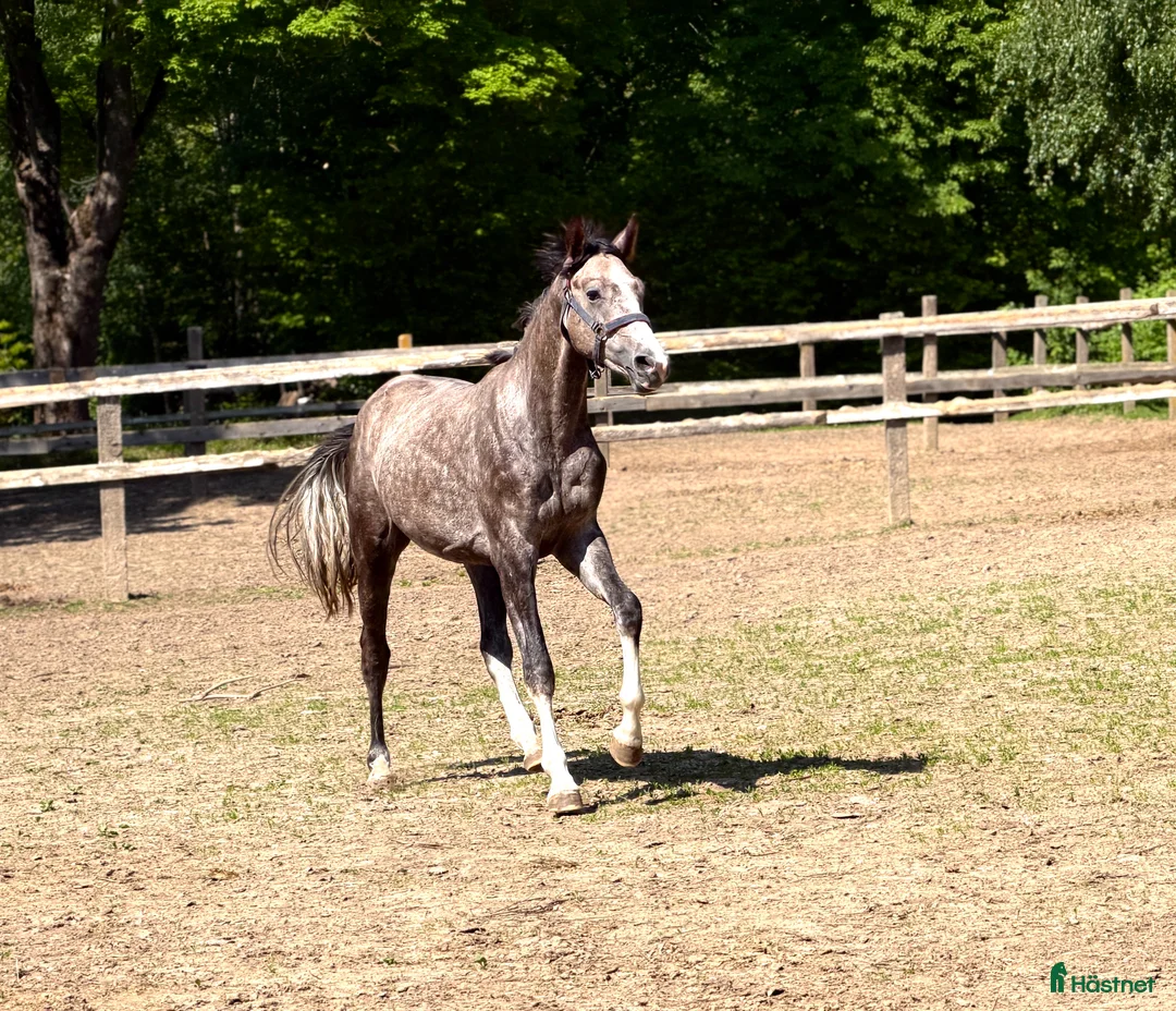 Hoppning hästar till salu: Future top horse with good pedigree - Annons 3