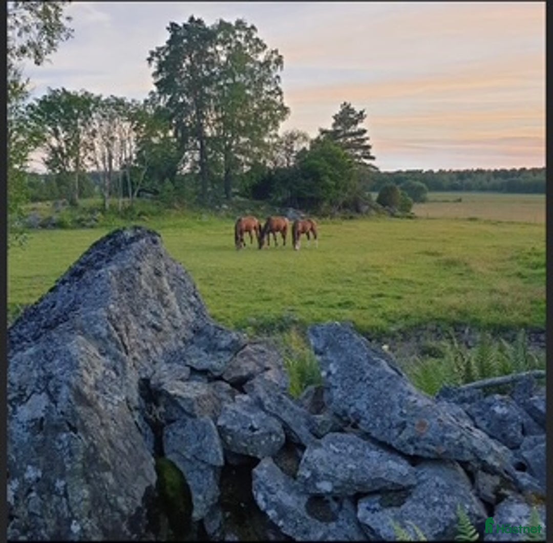  hästservice finnes: Rehabstall/Konvalecent- semesteruppstallning i Märsta - Annons 3