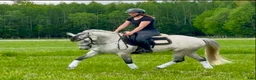 Allround hästar till salu: Lovande Connemara! Klinikbesiktad UA 22/5 - Annons 3