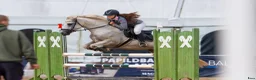 Hoppning hästar till salu:  Connemara Sport Pony - Annons 11